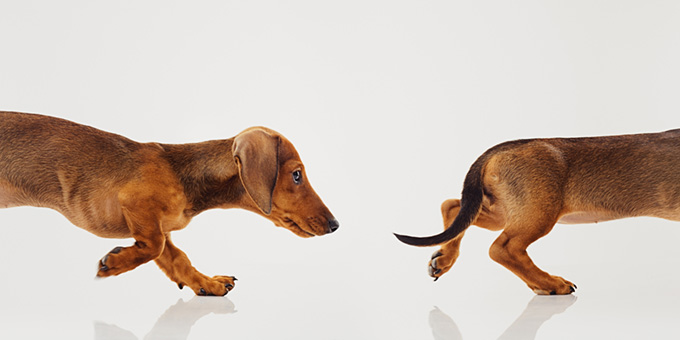 Dogs walking in a line